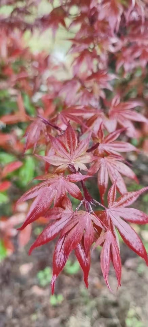 日本紅楓