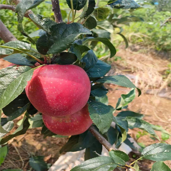 蘋果苗 蘋果樹苗