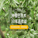 巴旦木种植条件气候丨巴旦木适和在哪些地区种植？