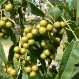 出售黃菠蘿樹(shù)苗 公園草坪群植觀賞樹(shù)