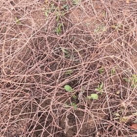 爬山虎苗价格 五叶地锦爬山虎苗批发多少钱一棵