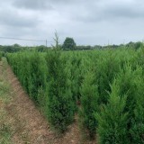 蜀檜 1米5蜀檜價格  蜀檜基地