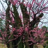 3-5米梅花价格 丛生红梅基地直销