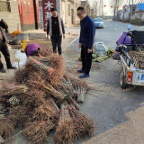 香椿苗基地，紅油香椿苗基地，大棚香椿苗基地