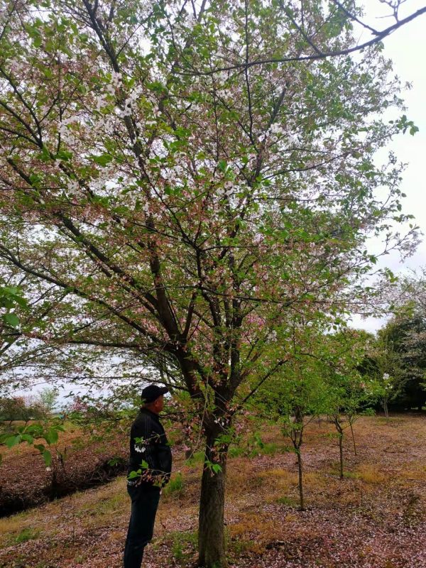 染井吉野樱花