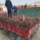 香椿苗大棚种植时间，香椿苗露地种植时间