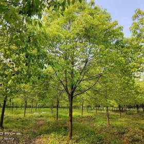 香樟批发价格表  湖南香樟基地