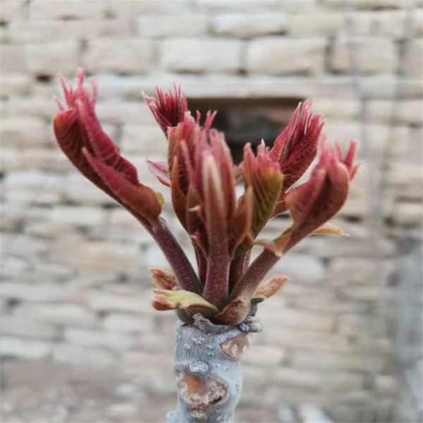 紅油香椿樹(shù)苗