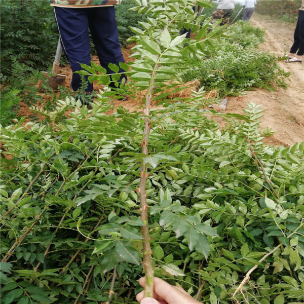 花椒苗