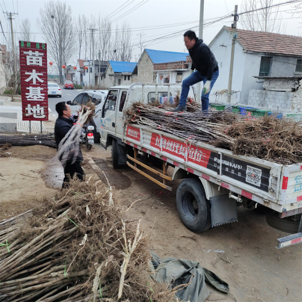 山楂树苗