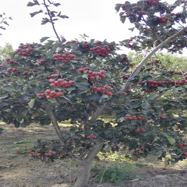 甜山楂苗