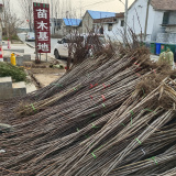 哪里有甜红子山楂苗出售，甜山楂苗产地在哪