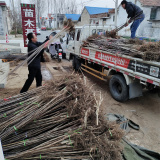 甜山楂苗基地，甜山楂苗基地直銷