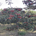 山東山楂樹苗供應(yīng)，山東山楂樹苗成活率怎么樣