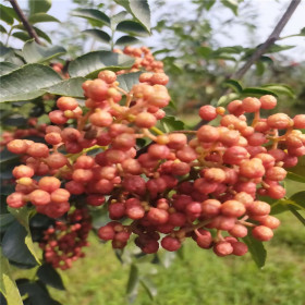 当年花椒苗种植基地 一年生花椒苗价格