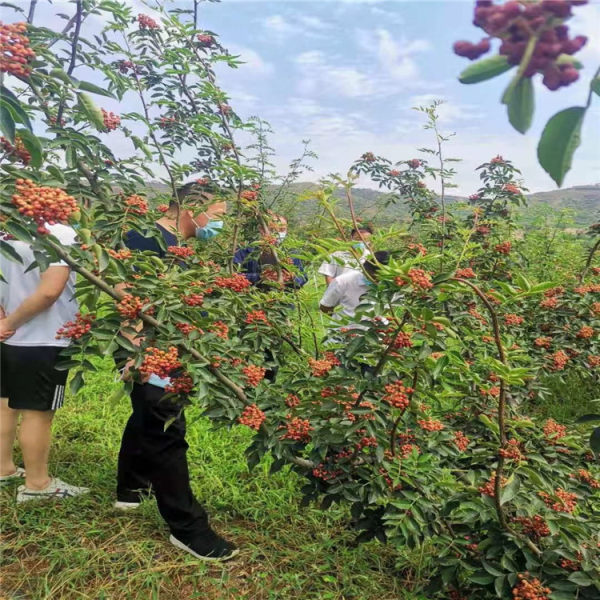 花椒苗基地