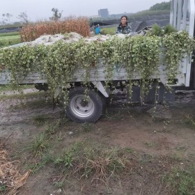 花叶蔓价格  花叶蔓长春小杯苗价格