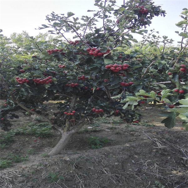 大金星山楂苗