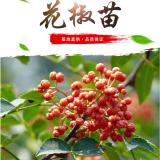 大紅袍花椒苗產(chǎn)地~1年/1米/二年花椒苗批發(fā)價格