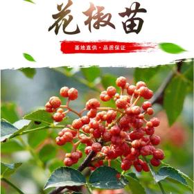 大紅袍花椒苗產(chǎn)地~1年/1米/二年花椒苗批發(fā)價格