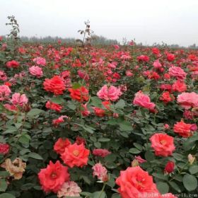 月季花月季苗木甘肅月季花品種月季苗圃供應(yīng)蘭州藤本月季苗木