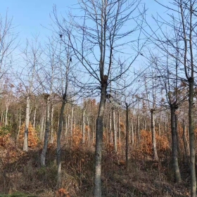 出售12公分枫香 枫香树的价格 枫香基地