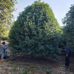 15公分桂花树  桂花树苗价格