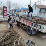 河北附近有卖山楂树苗的吗，今年河北山楂树苗多少钱