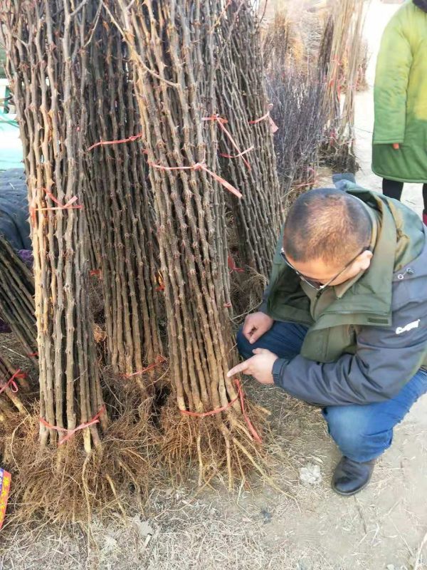 河南花椒苗