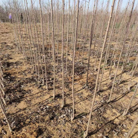 一年嫁接樱花树苗 粗度1-2公分樱花出售