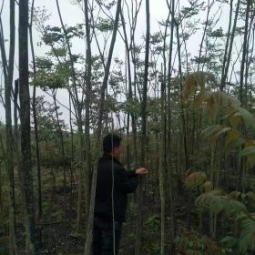 黄山栾树价格 黄山栾树多少钱一棵