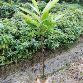 一年生木荷 高30/50/80公分木荷小苗