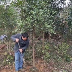 5公分香泡树出售 香泡树价格 求购香泡树