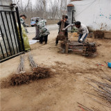 矮化蜜脆樱桃苗价格 1年生蜜泉樱桃苗基地报价