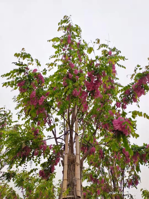 香花槐