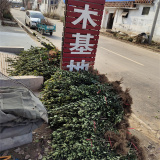 山東大葉黃楊產(chǎn)地，山東大葉黃楊報價