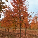 山東美國(guó)紅楓基地直銷 銀紅槭多少錢一棵