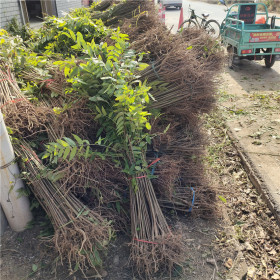 香椿苗哪里有卖的 香椿苗产地在哪