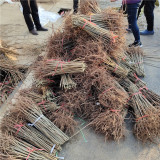 紅油香椿苗哪里有賣(mài)，紅油香椿苗多少錢(qián)一棵