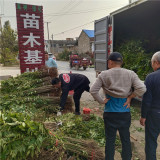 香椿苗產(chǎn)地 香椿苗產(chǎn)地是哪里