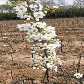 新品种梨树苗酥脆一号 山东梨树苗基地