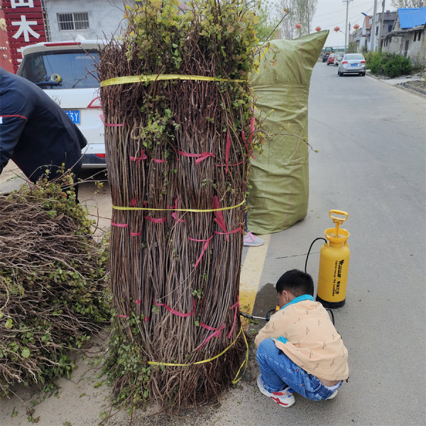 黃櫨苗