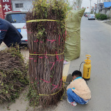 河南黄栌苗哪里有卖，长期出售黄栌小苗