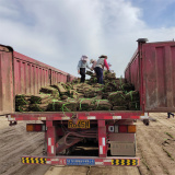 附近哪里有卖草坪的 山东草坪基地在哪