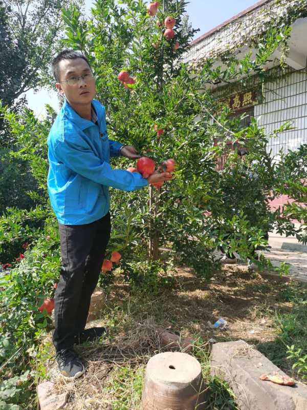 突尼斯石榴树