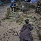 皂角苗基地，皂角苗基地直销现货保湿邮寄