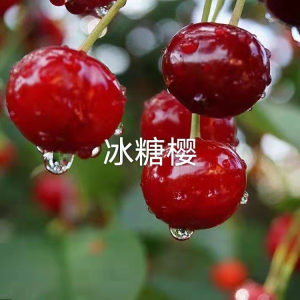 大櫻桃樹(shù)苗