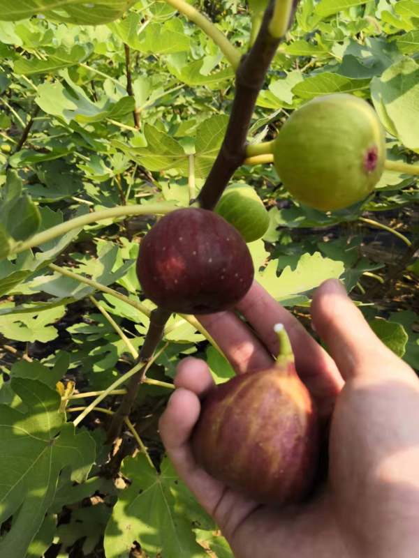 波姬紅無(wú)花果苗