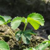 南北方都可种植草莓苗，红颜草莓苗山东价格