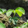 南北方都可種植草莓苗，紅顏草莓苗山東價(jià)格